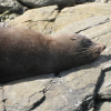 Zeehond in Kaikoura