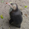 Pinguin