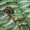 Koru