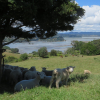 Schapen
