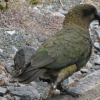 Kea