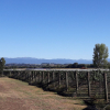 Wijngaarden Martinborough